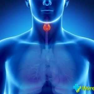 Volumul norma al glandei tiroide la femei: indicatori, metode de inspecție