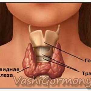 Revizuirea articol despre simptomele bolii tiroidiene