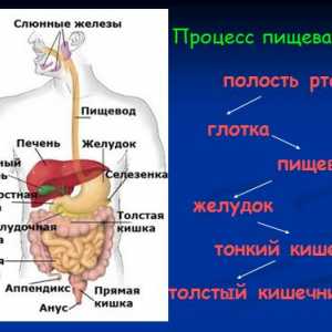 Caracteristicile de tratament al bolilor de colon