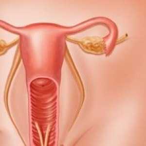 Caracteristici selecții în menopauză