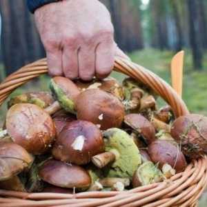 Intoxicații cu ciuperci: cât de multe au simptome si apar semne