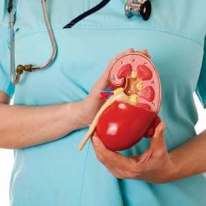 Paraziții în rinichi: tratamentul și prevenirea