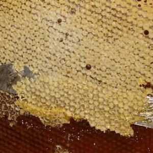 Bee zabrus consolida sistemul imunitar si vindeca multe boli