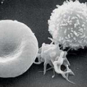 Celulele sanguine și funcțiile lor