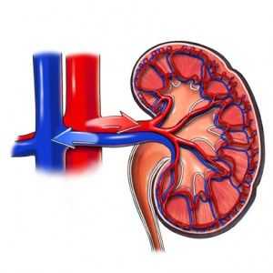 Hipertensiune renala: cauze, simptome, examen, terapia