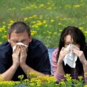 Febra fânului - sezonier „curge nasul“, și cum să-l lupta
