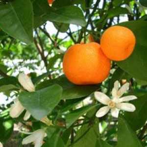 Beneficii mandarinele