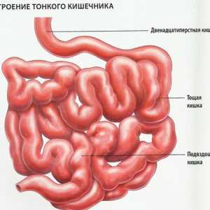 Cauzele și tratamentul inflamației intestinului subțire