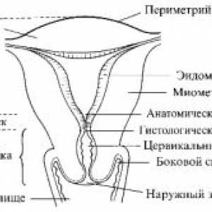 Cauzele și consecințele cervix scurt în timpul sarcinii
