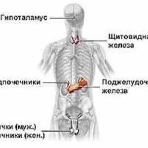 Cauze și simptome ale bolilor umane ale sistemului endocrin