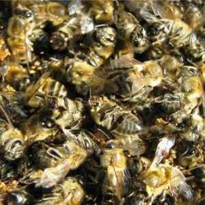Utilizarea de albine Podmore salvați de cancer și alte forță majoră!