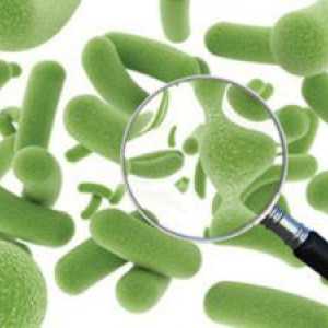 Probioticele - Revizuirea de medicamente