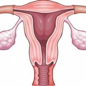 Ovarele lucreaza in menopauza