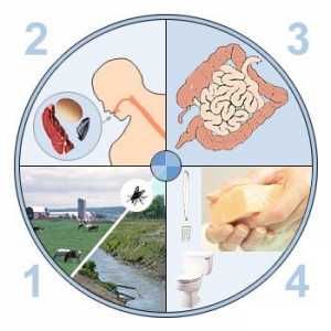 Simptomele si tratamentul gastroenteritei virale