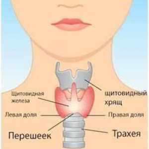 Dimensiunea tiroidiană, patologie și cota de bază și rata Istmul