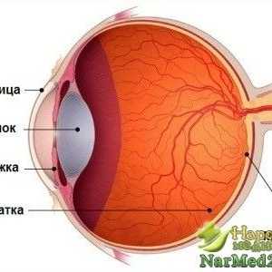 Dezvoltarea degenerescenta maculara a retinei și cum să lupte