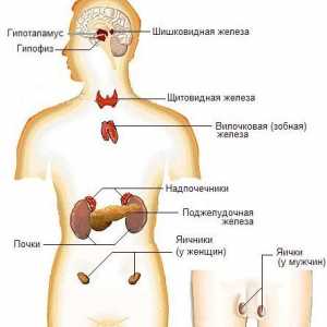 Reglementarea sistemului endocrin al sistemului nervos