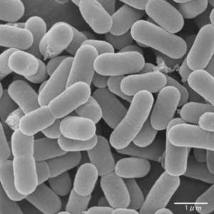 Rolul bifidobacteriilor în intestin la corpul