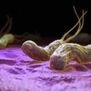 Conducerea eradicarea Helicobacter pylori, și trei linii de tratament helikobakterioza