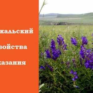 Baikal tichie: proprietățile sale medicinale și contraindicații