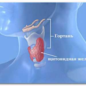 Hormoni tiroidieni: sinteza, functia, norma, excesul și deficiență