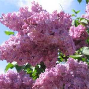 Lilac: proprietăți medicinale, rețete