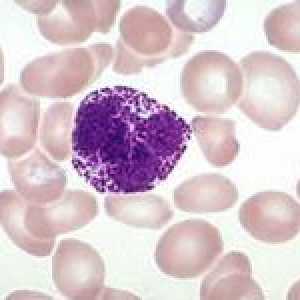 Concentrația de granulocite din sânge și funcțiile lor