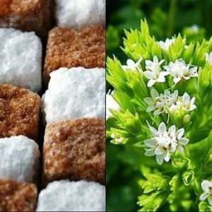 Stevia substitut de zahăr cu demnitate, diabet zaharat poate mânca în condiții de siguranță!