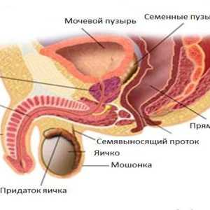 Structura și caracteristicile funcționale prostatei