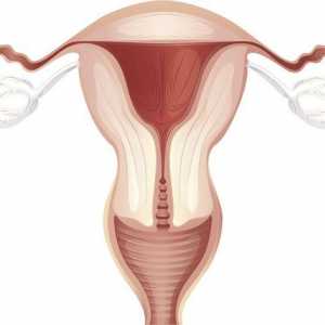 Grosimea endometrului pe ciclu de zile