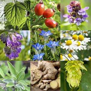 Plante medicinale utile pentru sănătatea bărbaților