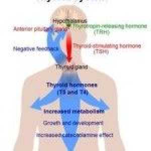 Hormon hipofizar Tsh: definiția corecției normei și abaterea