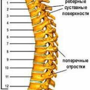 Exercitii pentru coloanei vertebrale toracice.