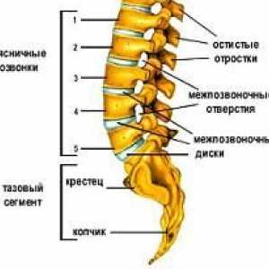 Exercitii pentru lombare și coloanei vertebrale sacrale.