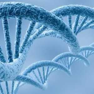 Specificitatea speciilor a moleculelor de ADN