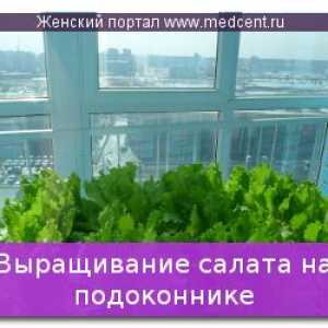 Cultivarea salata verde pe pervazul ferestrei