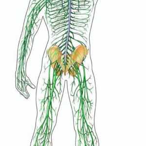 Boli ale sistemului nervos, în medicina tibetană
