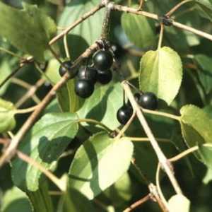Rhineberry (Rhamnus cathartica).